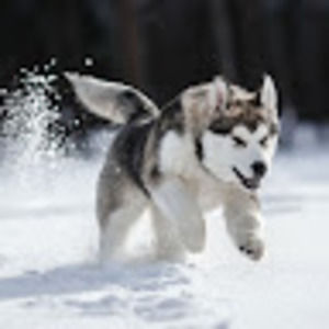 Meet your Posher, Donald